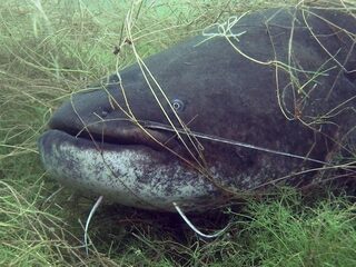 Meerval bezig aan flinke opmars: plaag of niet?
