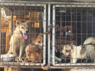 Seoul: honden worden gefokt om te eten