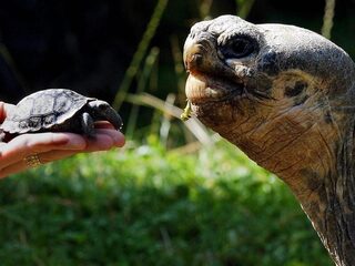 Moet je zo oud willen worden als een schildpad?