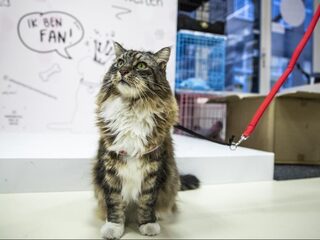 De ultieme feelgood-kattenfilm: Poeslief