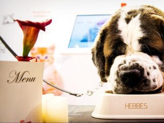 Ook kat en hond ervaren economische bloei, met prosecco en rosé