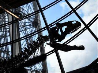 'Dino-skelet leuk voor biljartkamer, maar wat heeft wetenschap daaraan?'