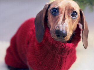 Doorgeslagen dierenliefde: van prinsessenjurk tot kerstpakjes