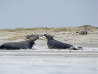 'Bij een natuurdocu hoort heel veel drama'