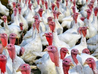 Schoolreisje naar extreem uitstotende kalkoenfarm