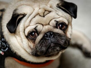 Dierenarts: 'Ik ga mijn eigen cliënten niet aangeven bij het ministerie'