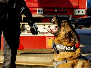 Stroomhalsbanden bij honden vanaf volgend jaar verboden