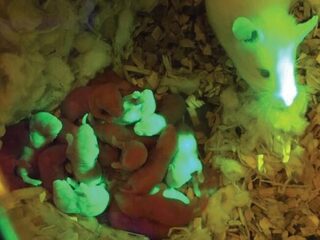 Eierstokken uit de 3D-printer: Nu bij muizen, straks bij mensen?