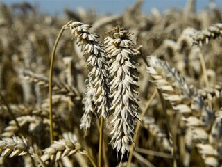 Emmer en eenkoorn, dat zijn echte oergranen
