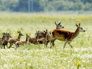 Afschieten herten Oostvaardersplassen: 'Het gaat alle perken te buiten'