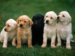 Schrijf nooit over je huisdier!