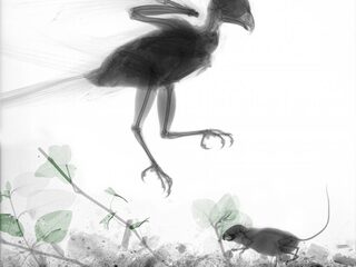 Dit is waarom je dieren ook eens van binnen moet zien!