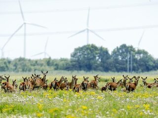 Werkt het afschieten van edelherten juist averechts?