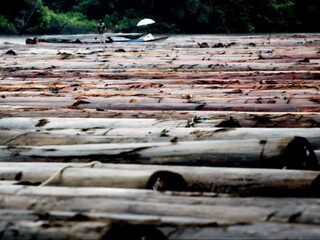 Hoe het Nederlandse Kadaster de ontbossing in Brazilië probeert tegen te gaan