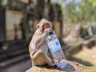 Waarom Homo sapiens letterlijk een waterbespaar-aap is