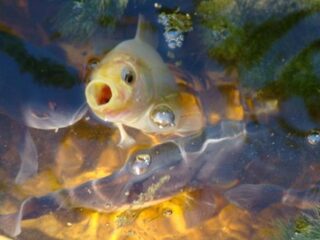 Onschuldige goudvis verstoort natuurlijk evenwicht