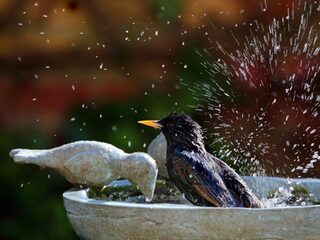 Red de dorstige dieren!