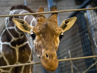 'De dierentuin is niet meer van deze tijd'