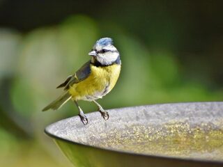 Vogels zingen steeds hoger door herrie in de stad