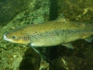 De zalm zwemt terug naar Nederland