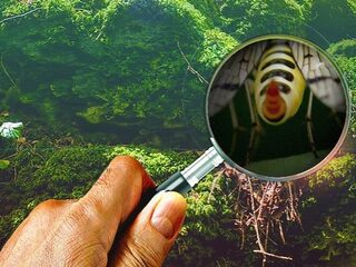 Natuurquiz: herken de details