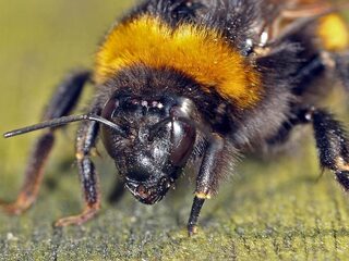 Doe mee aan de hommelnestzoekactie!