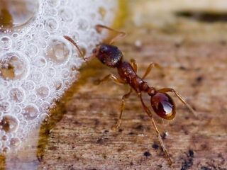 Vijf tips om mierenoverlast tegen te gaan