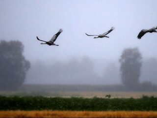 Het gaat niet goed met de vogelstand