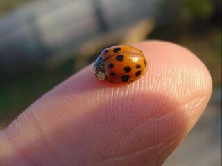 Je vingertoppen kunnen een verschil van één atoom voelen