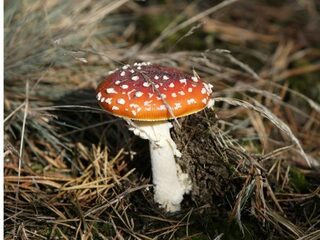 Wildgroei paddestoelen gevaar voor kinderen en honden