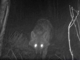 Zeldzame goudjakhals gezien in bos in Drenthe