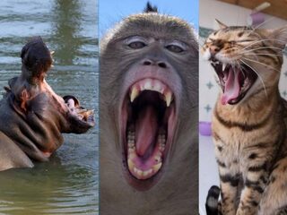 Groter brein betekent langer gapen