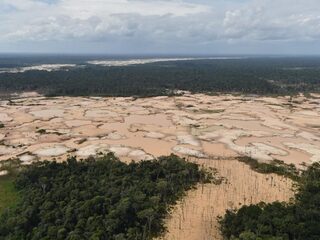 Onderzoek: miljoen soorten met uitsterven bedreigd