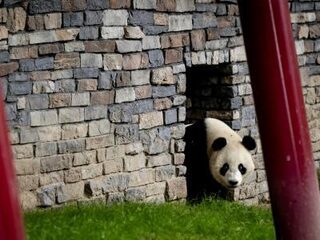 Wat hebben panda's Wu Wen en Xing Ya Ouwehands Dierenpark gebracht?