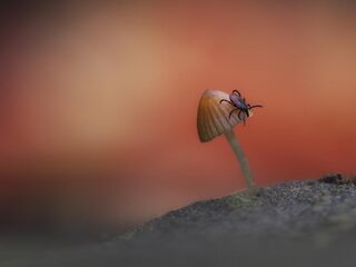 ‘Of je nou een plant, hond, mens, kip of hommel bent: we zijn allemaal de lul’