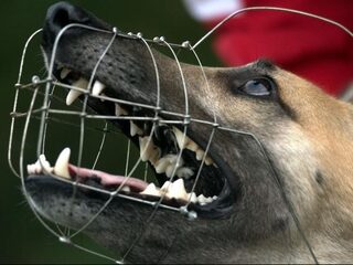 'Baasjes verplicht op cursus en op termijn een fokverbod'