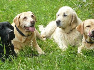 Grote groepen honden niet meer welkom in Goois Natuurreservaat