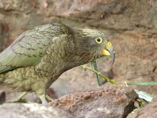 Kanshebber Jan Wolkers Prijs: Dieren met toekomstplannen