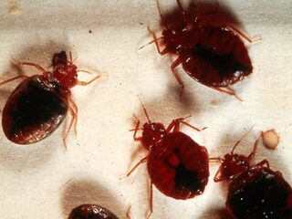 Hoe kom je van bedwantsen af?