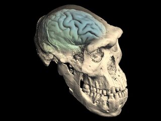 Ons brein werd pas laat in de evolutie typisch menselijk