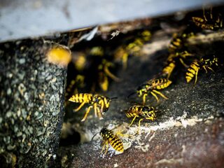 Meer meldingen van overlast plaagdieren