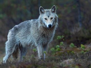 Waarom zijn we bang voor de Nederlandse wolf?