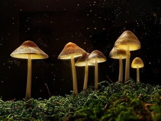 De onverwachte rijkdom aan paddenstoelen in het Nederlandse duingebied