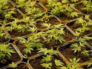 Hennepplantages: hoe burgemeesters hun boekje te buiten gaan bij huisuitzettingen