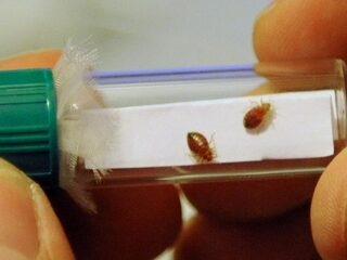 Bedwantsen en muizen rukken op, steeds meer plaagdieren in huis en op straat