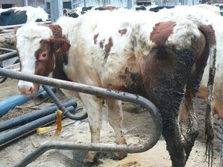 NVWA heeft de handen vol aan 300 'probleemboeren'