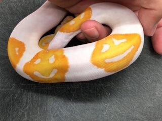 Bijzonder: deze slang heeft een smiley-huid
