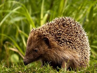 Maak je tuin vooral niet winterklaar! Dit is waarom