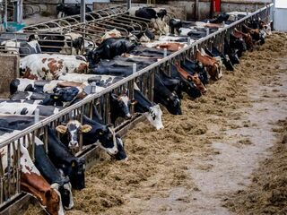 CDA: Nederland hoeft niet heel grote voedselexporteur te blijven