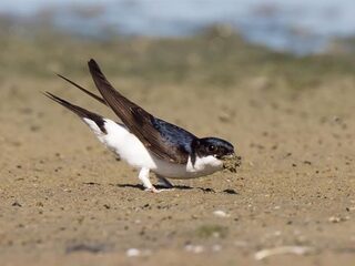 De huiszwaluw is een kwetteraar